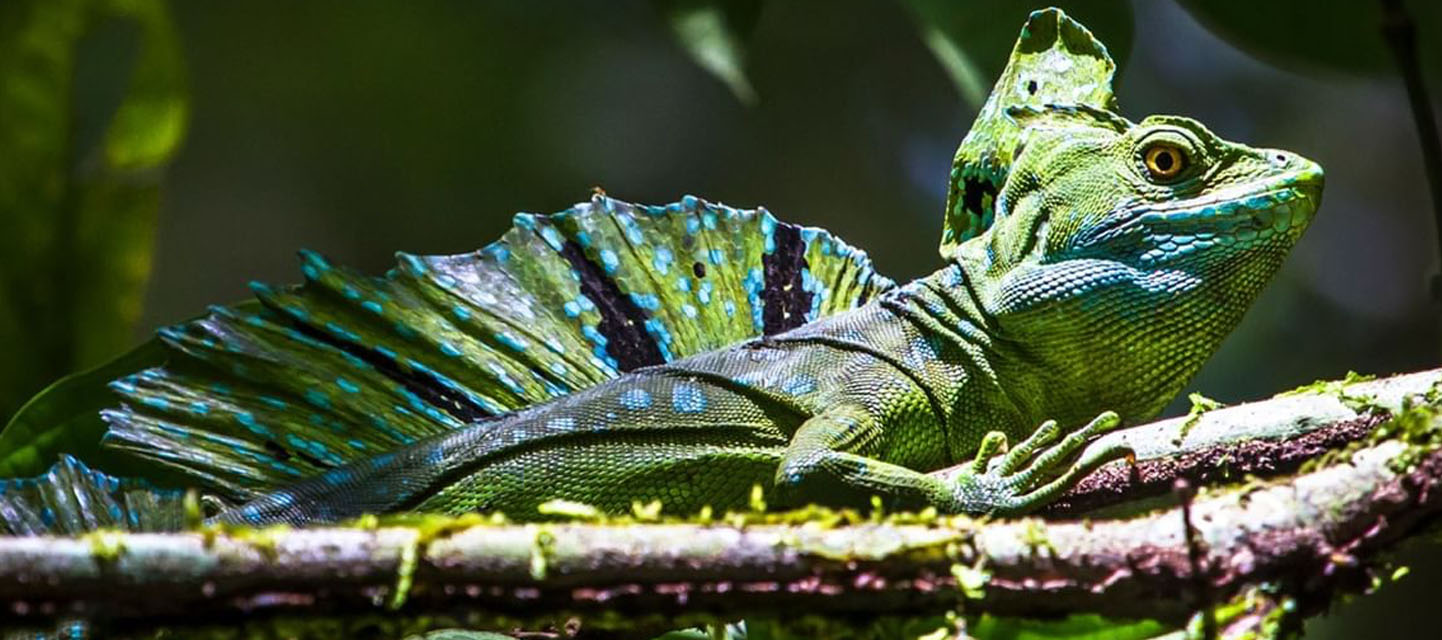 TERRARIO VILLA REPTIL ELBA GRANDE - Tortugas - tortuguera Terrario Villa  Reptil Elba Grande 